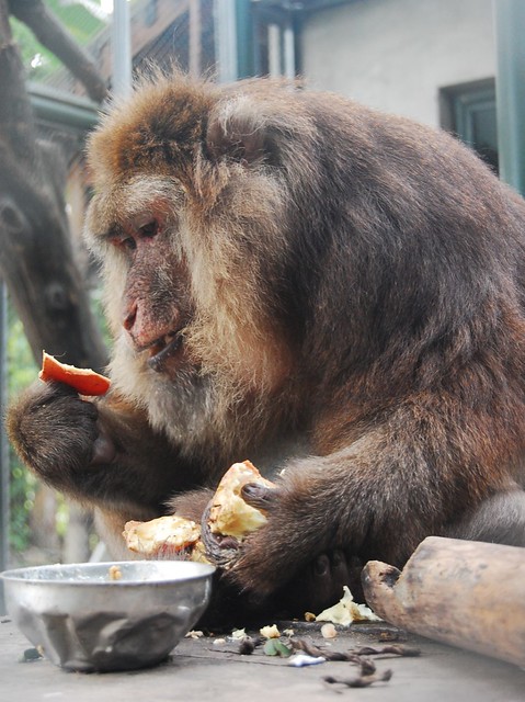 The macaques love pomegranates