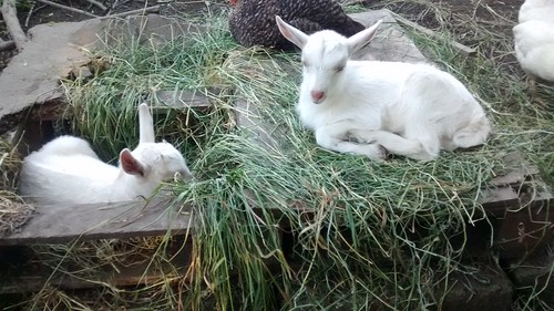 goat kids June 16 (34)
