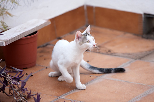 Nilo, gatito blanco con toques pardos súper bueno esterilizado, nacido en Marzo´16 en adopción. Valencia. ADOPTADO. 28141622446_0fbf786544