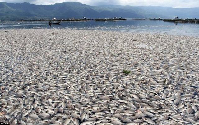 越南中部沿海爆發大量魚群死亡事件，矛頭指向台塑鋼鐵廠。照片轉載自亞洲時報，美國環保署提供。