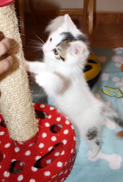 Tizni, gatito blanco con toques pardos guapísimo nacido en Marzo´16, en adopción. Valencia. ADOPTADO. 26857907535_ac0e52b485_z