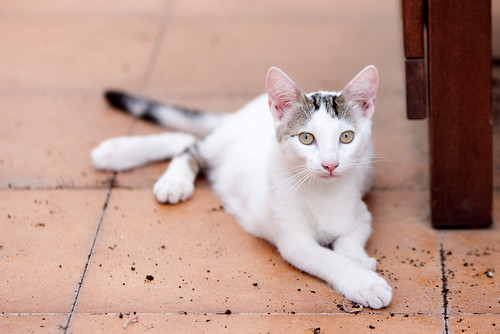 Nilo, gatito blanco con toques pardos súper bueno esterilizado, nacido en Marzo´16 en adopción. Valencia. ADOPTADO. 27894913090_a8603fe053