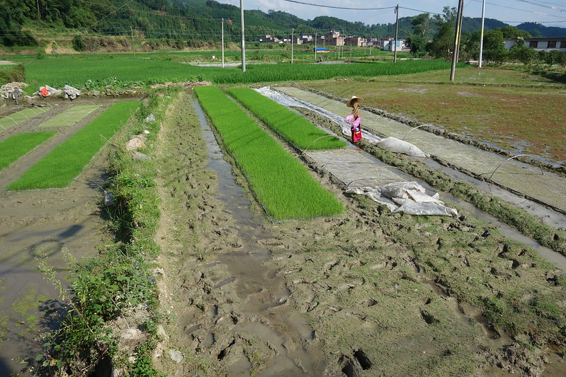 linda's rice field