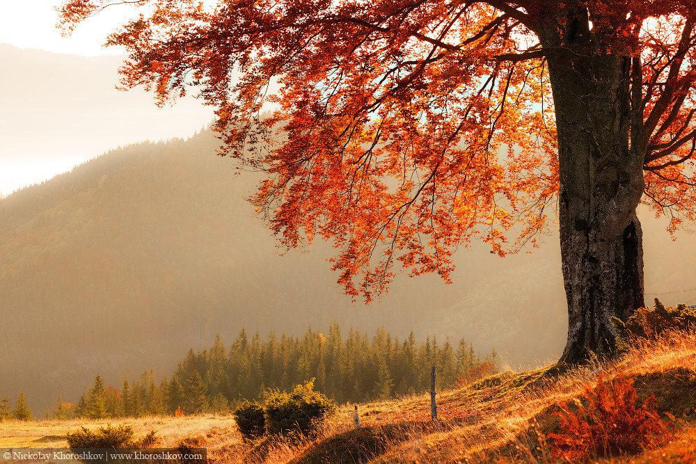 Fall colors tree | Fall colors tree | Nickolay Khoroshkov | Flickr