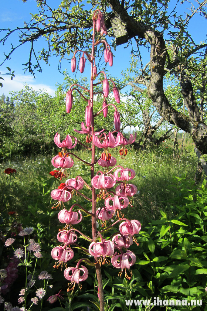 Martagon Lilies (#krollilja in Swedish) - photo by Hanna Andersson @ihanna #sweden