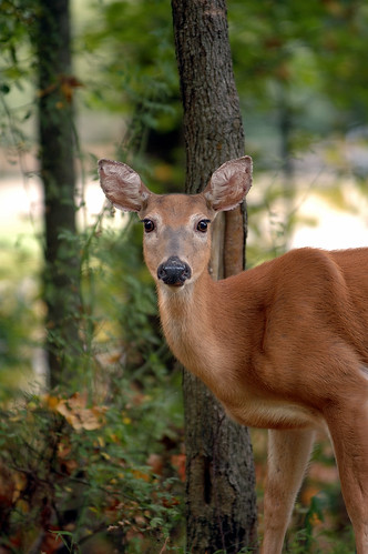Deer  photo