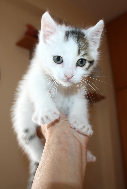 Tizni, gatito blanco con toques pardos guapísimo nacido en Marzo´16, en adopción. Valencia. ADOPTADO. 26253657503_a814cea340_z