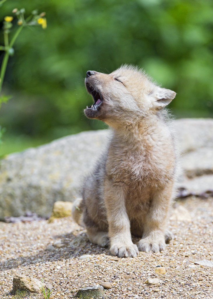 Baby arctic wolf learning to yawn | I think that this ...
 Cute Baby Arctic Wolf