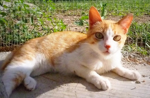 Monty, gatito blanco y rubio súper bueno y dulce, ester¡lizado, nacido en Noviembre´15, en adopción. Valencia. ADOPTADO. 26737601624_1c4b1fd8a8