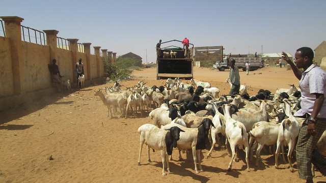 Sold Goats Being Loaded into a Truck, Burao #Burao #Livestock #Goats #Market