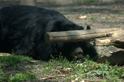 The bear sleeps in the shade