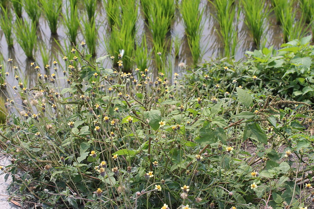 田埂的野草很多都是可以利用的植物。攝影：廖靜蕙