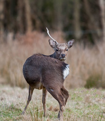 Sika stag at Arne
