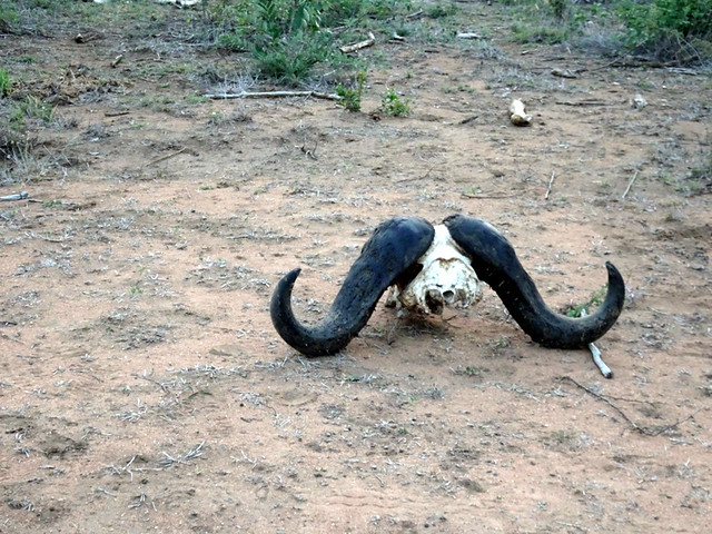 Lion Sands Safari Day 2- Skull of an African Buffalo