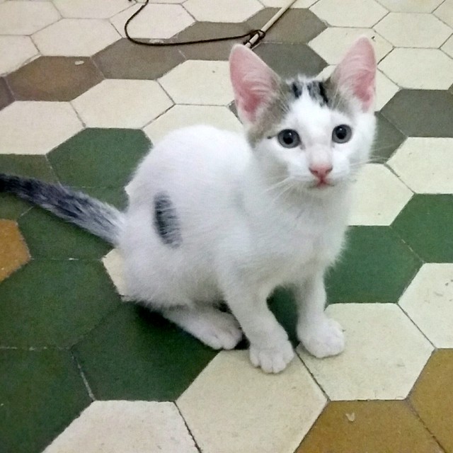 Nilo, gatito blanco con toques pardos súper bueno esterilizado, nacido en Marzo´16 en adopción. Valencia. ADOPTADO. 27200615793_36c2b798f3_z
