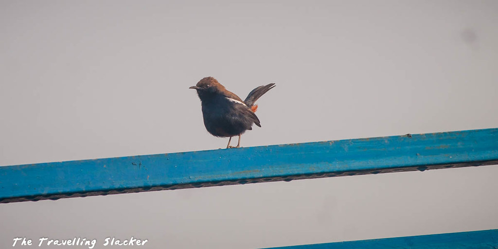 Indian Robin | Check here for more details ...