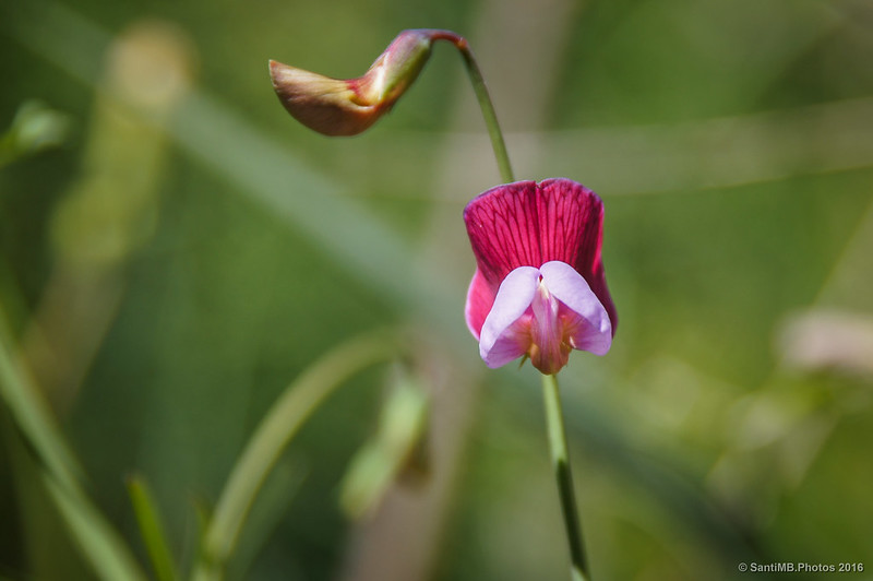 Una flor y un capullo de Lathyrus hirsutus