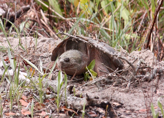 A snapping turtle laying her eggs right along the road at False Cape State Park, Virginia