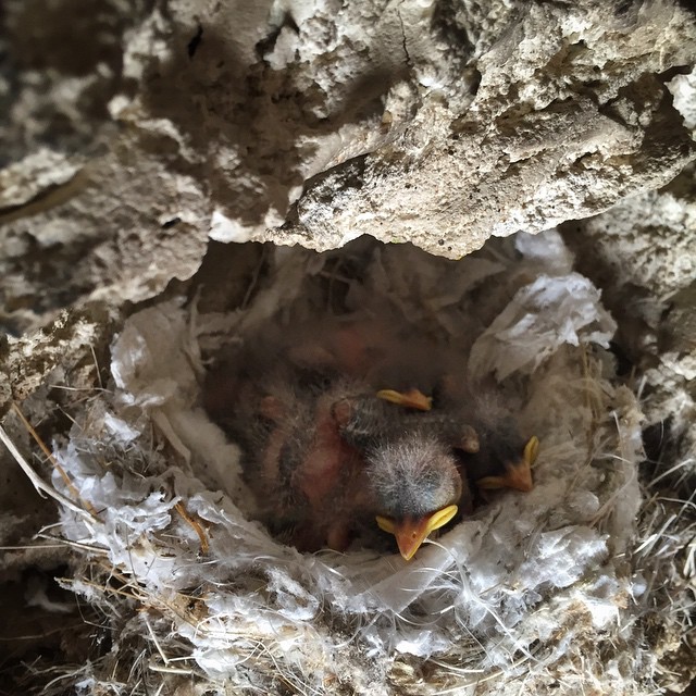 Found a nest of phoebes snuggled in a pinnacle cave. by malimish_marlene