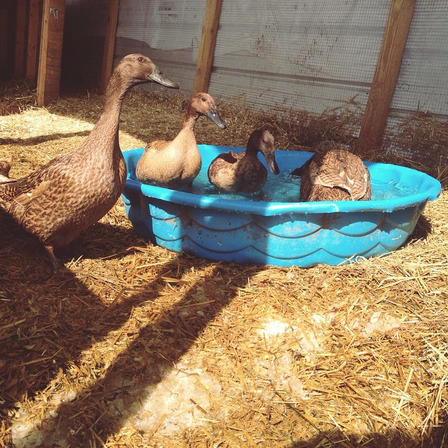 Ducks are so easy to love. #khakicampbell #ducks
