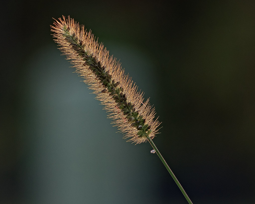 grass at the "seed of light"