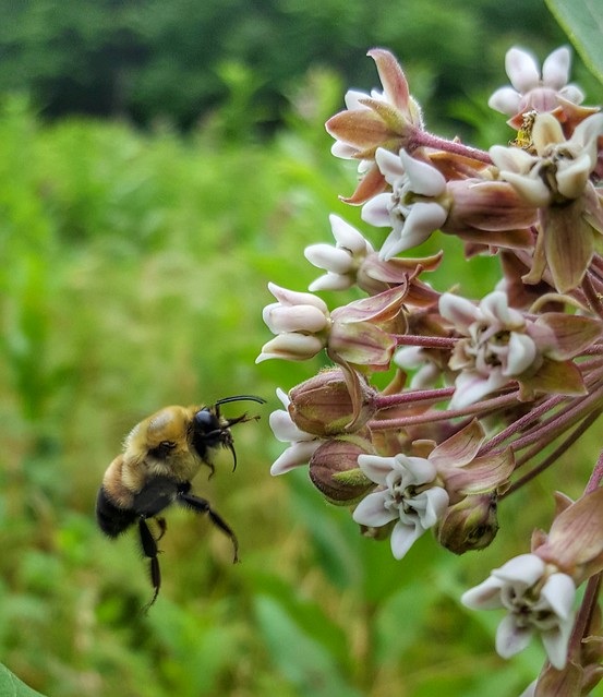 Bumblebee on milkweed at Lake Anna State Park, Virginia