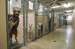 Shelter dogs