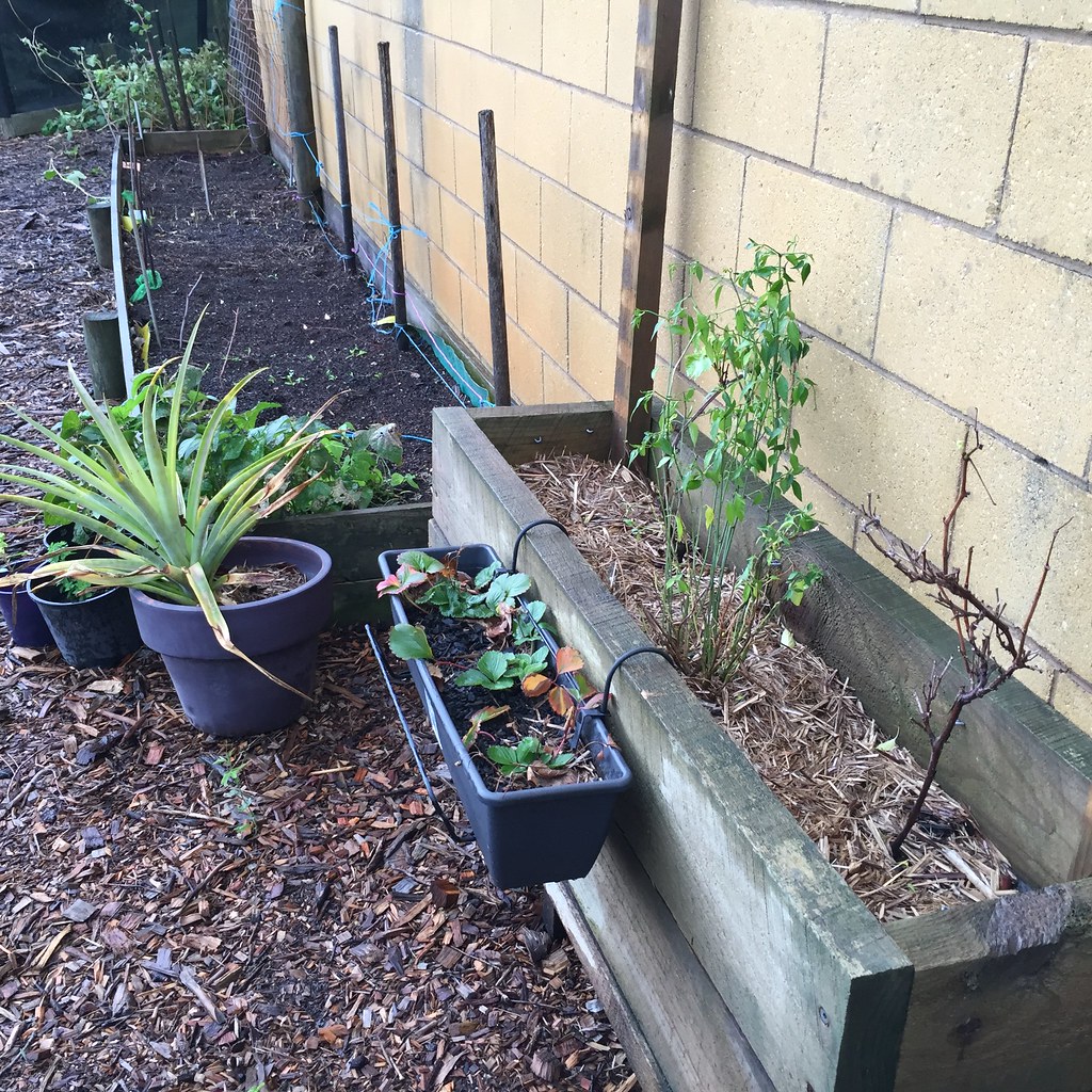 large planter box with two grapes and a chilli plant