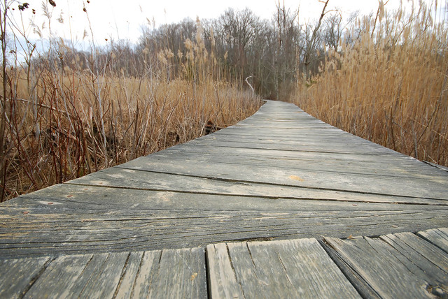 Boardwalk leading to the wildlife viewing platform at Westmoreland State Park, Virginia