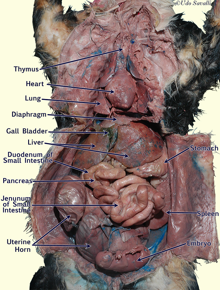 Pregnant Cat Anatomy 81