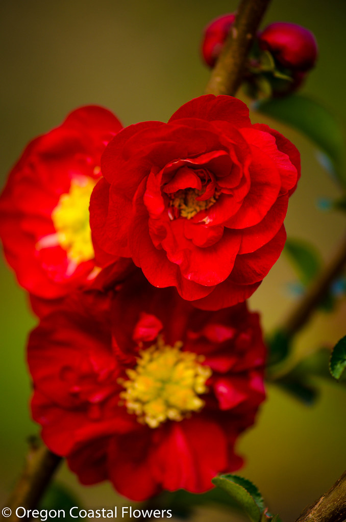 double red flowering quince