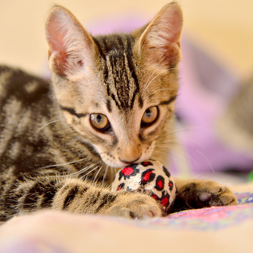 Alexis, precioso y mimoso gatito Caoba Tabby esterilizado, nacido en Marzo´16, en adopción. Valencia. ADOPTADO. 26832635234_e3594e2699