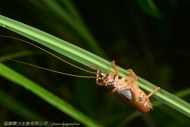 明透翅蟋螽（終齡若蟲）。圖片來源：金門國家公園管理處