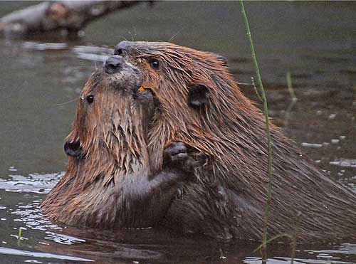 Beavers playing