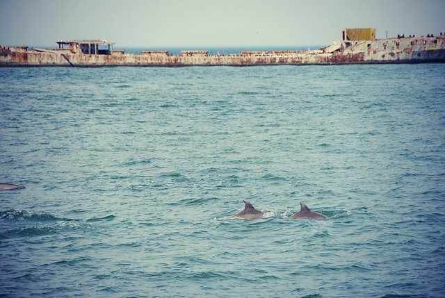 You might even see more than bay gulls, like this pod of dolphins seen from the fishing pier at Kiptopeke State Park, Va
