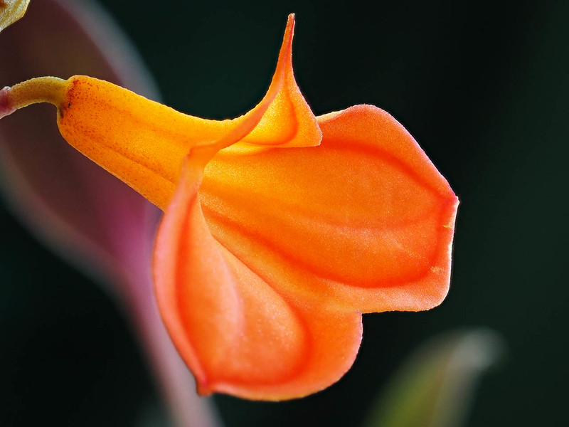 Masdevallia racemosa
