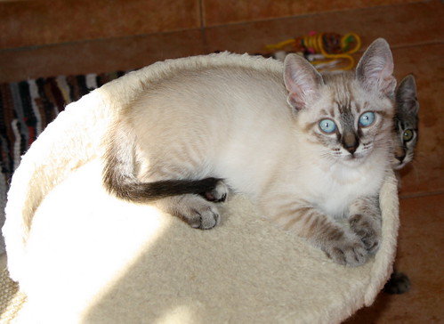 Muñeca, gatita Siamesa Tabby guapa y juguetona, nacida en Abril´16, en adopción. Valencia. ADOPTADA. 27706093220_d75f827865