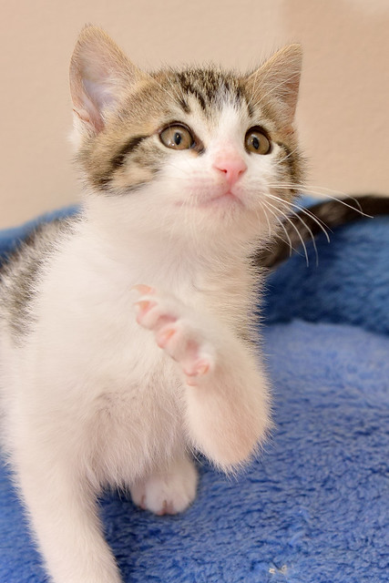 Denver, gatito blanquipardo monísimo y juguetón, nacido en Marzo´16, en adopción. Valencia. ADOPTADO. 26764074362_f9a57672d0_z