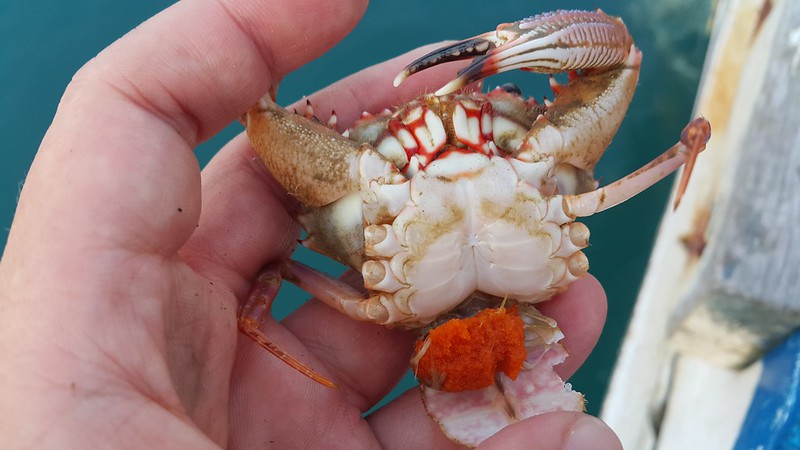 已抱卵的螃蟹喪命於流刺網。。圖片來源：蔡馥嚀。