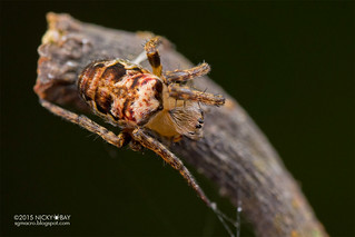 Orb web spider (Plebs sp.) - DSC_5914