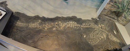 Image shows a fragmented skeleton of a plesiosaur in dark brown rock.