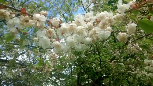 blossom May 16 1