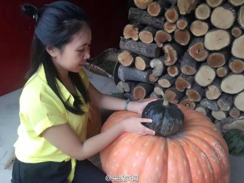 Shanxi farmers grow a giant pumpkin weighing 119 pounds