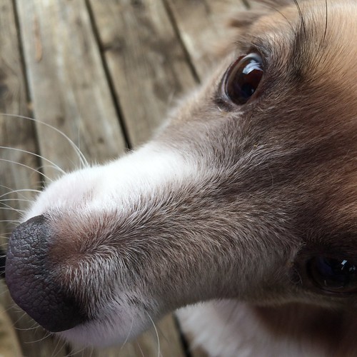 Super close up of a dog face. Can see one of her eyes and her muzzle.