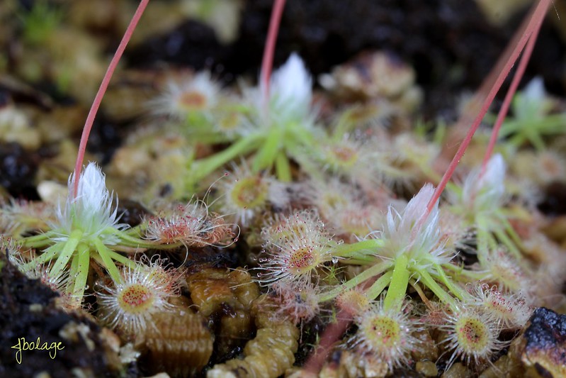 Drosera helodes Bullsbrook form (pale pink flowers with red dots) 26993995561_81f7dda661_c