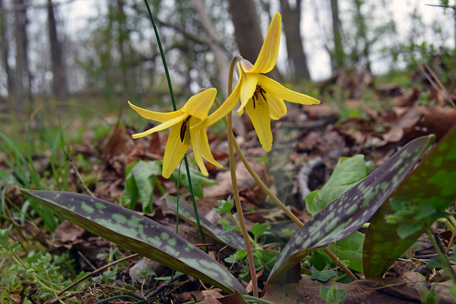 Trout Lily at Sky Meadows State Park
