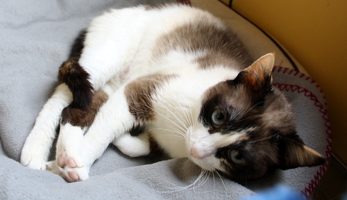 Ummi, gata Siamesa tricolor muy dulce y juguetona tímida nacida en 2013, en adopción. Valencia. ADOPTADA. 27299991892_55e0a5602b