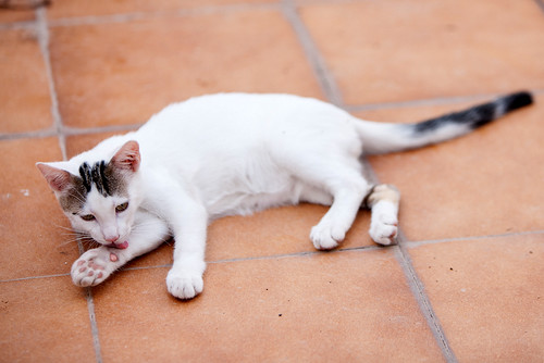 Nilo, gatito blanco con toques pardos súper bueno esterilizado, nacido en Marzo´16 en adopción. Valencia. ADOPTADO. 28141624936_e63df2e923