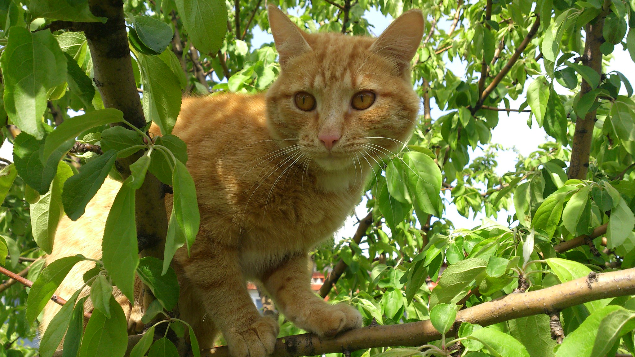 Мой кот Рыжик съел таки все яблоневые почки на деревьях!))) 