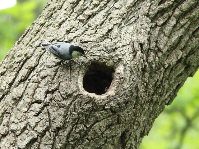 White-breasted Nuthatch at nest 2-20150519